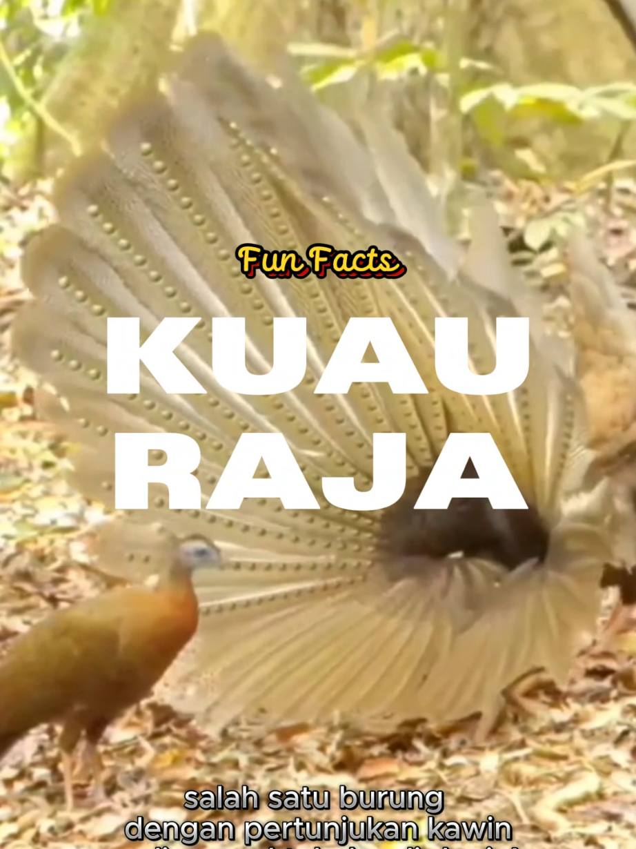 kuau raja adalah spesies burung langka dan sangat memukau. apa saja fakta unik kuau raja? #funfacts #faktaunik #kuauraja #burung #bird 