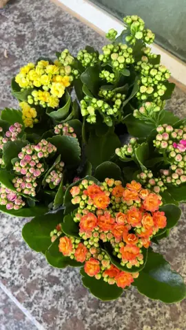 Chậu cây hoa bỏng , sống đời mini #sanvuon #tieucanh 