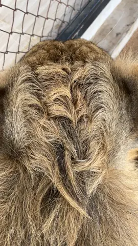 หาม่ายยางเบอะ😌#สิงโต #lion #สัตว์เลี้ยงน่ารัก #สัตว์เลี้ยงtiktok #สวนสัตว์tiktok 