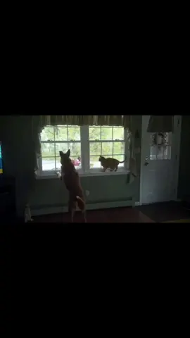 Wanted to share a story about how my love for stray kitties / colony kitties began. My family has always had cats many cats 😳😸🙂. My love for stray cats began when the orange kitty pictured Sammy past away due to old age. Went with my mom to Meriden humane society and we were just “looking”. Well instantly we fell in love with Sparky who had been a dumped friendly kitty in downtown Meriden. We adopted him. He was friendly and loving but missing friends. At the same time I had been caring for stray kitties at my rental shop in Durham CT. I had earned a kitties trust we named Tigger. I cared for her for probably 2 years roughly. She had been shot with a BB gun and came to me one cold night distressed. On that night I wrapped her in my carhart jacket and brought her home. She instantly knew how to use a litter box and was scared but happy to be out of the colony life. A few weeks later she had 5 babies under my parents oil tank 😳. Of course there was no way we would separate them. So we gave them names. Gary, Louie, Ginger, Gypsy, and Bear. All still live with my parents and have a good life except for Bear who passed at about 3 years old due to leukemia and Ginger who went missing. Tigger is an old girl these days but happy to have a good comfortable life. Tigger is the one who gave me my love for stray kitties and colony kitties. It’s amazing what caring for strays especially back in Connecticut through the cold winters can do for one’s soul. Warming milk and cat food up by a torpedo heater. Shoveling out 3 ft of snow in a blizzard to get to their shelters. Looking at the stray kitties appreciative faces when you dig out that final shovel full of snow to thier shelters and put fresh food and water out for them. There is just nothing like that look they give you. I hope more people can help look after the ever growing population of stray animals and pets being dumped. It’s the best medicine for anything a person is going through. Just was looking through old pictures from about ten years ago and figured I would share this nice story Mahalo. Tigger is the reason I have such a deep love for all stray cats friendly or not 🙂😸❤️🤙🏻. #meowypopoki #connecticut #maui #cat #Love