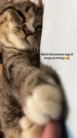 Hum #fyp #catlover #cat 