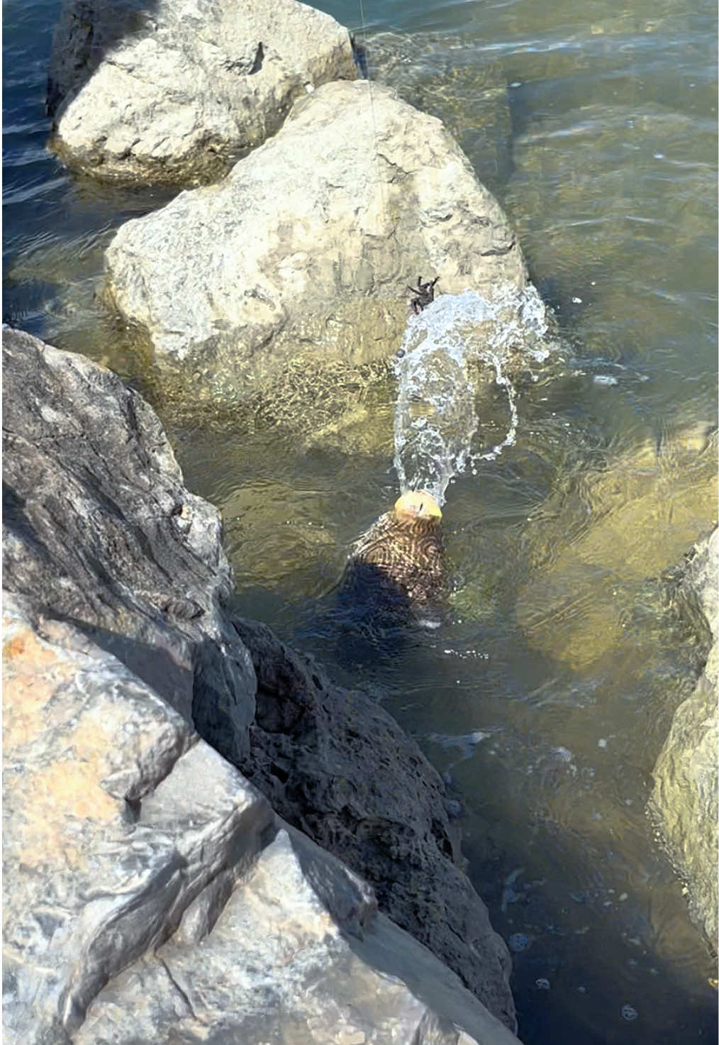 Di luar prediksi BMKG🤣🎣🐟 #trending #fishing #tetraodontidae #mancing #ikanbuntal @VIRAL @Trending @fypシ 