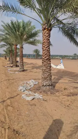 #viral #trand #foryou #palm #alain 