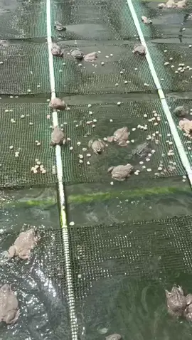 Nuôi ếch để thành công thi có 4 tiêu chi cần chú ý: con giống, thức ăn, môi trường và ky thuật