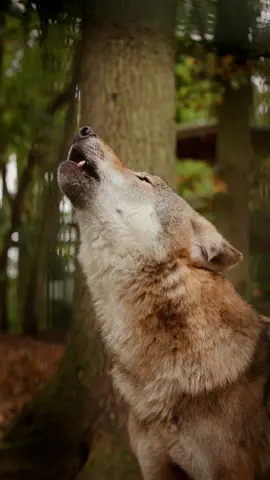 Finja und Milan 😊  #howling #wolf #wolves #animal #tier @Wolfcenter Dörverden 