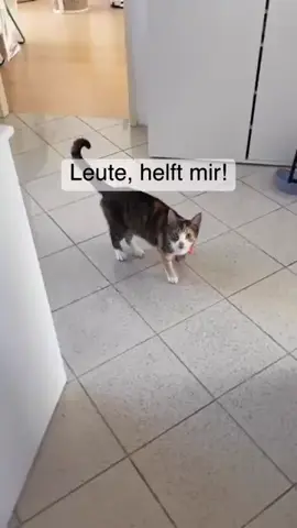 #😀😅😂😂😂😂😂😂😂😂😂😂 #❤️ #🐾❤️❤️🐾 #❤️ #PetsOfTikTok 