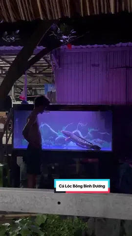 Cá lóc bông size khủng, anh em đam mê thích siêu tầm những siêu phẩm xin liên hệ qua zl cho em@Hồ Câu Cá Lóc Bông Bình Dương   #calocbongbinhduong#caloc#cacanh#nuoicakieng  