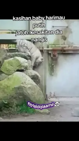 baby harimau sakit ga cari maknya cari daddy yang ngasuhnya...sayangnya kamu nak.jatuh sakit..tapi kalau dah besar bahaya 🤭🤭🤭#
