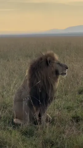 Oloimina my boy this morning with Rongai pride ❤️❤️ OLOIMINA-THE LIVING LEGEND The last to be alive among five brothers.After the death of his only companion,brother and partner Orpadan. He is fully broken,looking for his brother but he didn't know that he had joined all the other three brothers who are living free wherever they are from the so called wild humans. NOTED On 23rd september Orpadan & OLOIMINA were seen together at the border of SALAS MALES territory,on that day I said this is not good because both coalitions with equal numbers will fight and they faught. OLOIMINA & OLEPOLOS (SALAS) share the same mouth injury,probably locked jaws in each other's whereas OSAPUK was seen with injuries but..but only Orpadan was not seen for around a week and finally he was declared dead with some remains of his intestine,etc. Orpadan was a good hunter among all brothers and one man army who jump forward in every hunt, kill,inevery situation and that proves that he was experienced well enough to kill,so how can he and OLOIMINA got beaten by two SALAS who are much older than the BRB's brother??I am not saying SALAS can't.But if I think logically, it's a big NO. So whatever happened afterwards there's only humans to blame... Cr lezrasafaris  #lionlover #saveanimals justiceforbrbs justiceforlorkulup justicefororpadan justiceforolobor justiceforoloisiadu #followers➕ #fyp #viral 