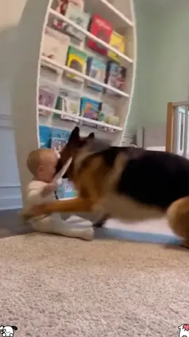 Dog protect baby#dog #funnyvideo #dogsoftiktok #fyp 