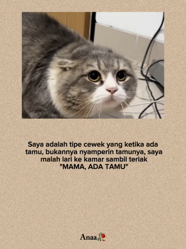 mau heran tapi itu saya😭 #quoteslucu #indiasong #kucing #4u #foryou 