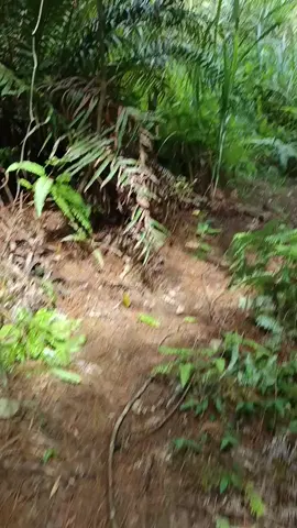 好久没去了，草长满了