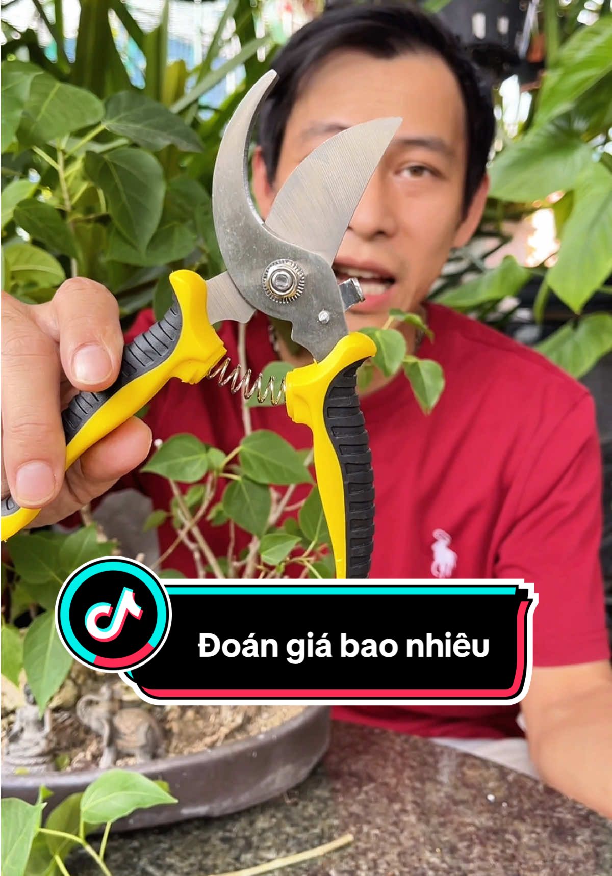 Kéo cắt cành cây. Kéo cắt tỉa bonsai. #thuongthattha #keocatcanhcay #keocattiabonsai #keobonsai #keotiacaycanh 