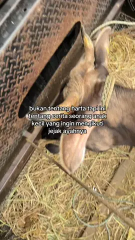 #jualbelisapi #tigaputrafarm 