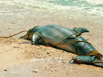 #movie #tiktok #fyp #film 