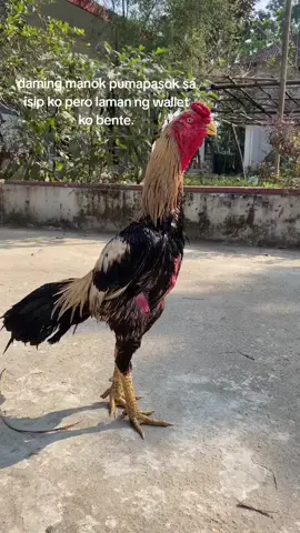 Talisayin one of my collection!🌷 #foryourpage #ShamoChicken  #foryou #Chickentiktok 