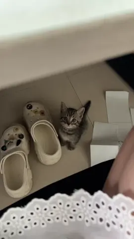 So cute #cutecat #pet #kucing #kitty #funny 