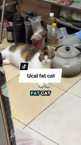 Ucal emang gendut tp tuh aslinya lucu banged 😫😫🤏🤏