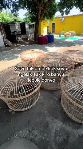 Jolayak #fyp 