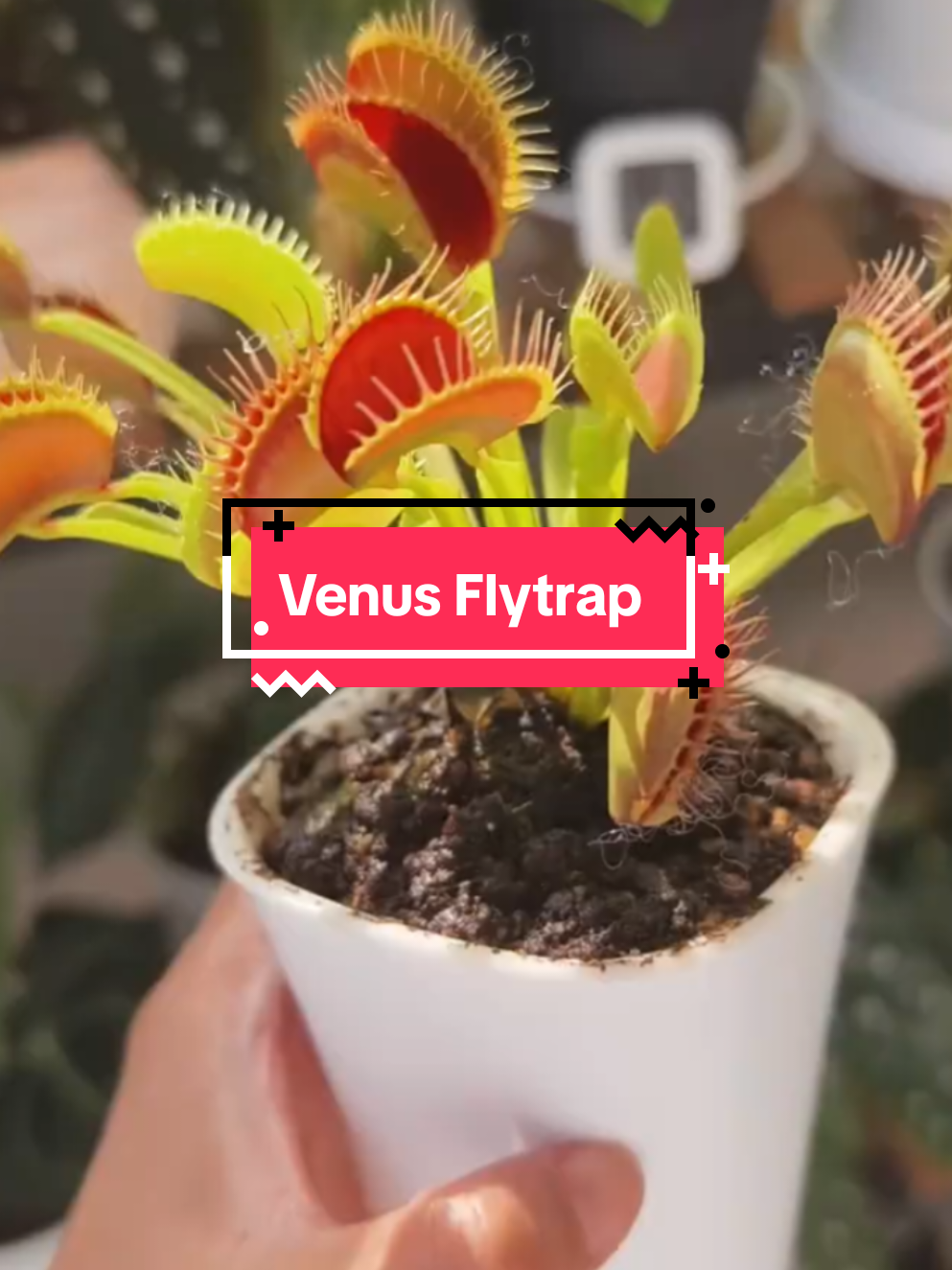 Tanaman cantik tapi berkarakter 😎🌿 Venus Flytrap ini bukan cuma hiasan, tapi juga pemangsa serangga mini! 🪰✨ Unik, eksotis, dan bikin siapa pun penasaran pas lihat 💚 #VenusFlytrap #TanamanUnik #TanamanKarnivora #IndoorPlant #fyp 