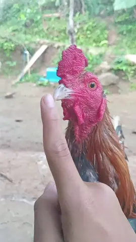 #ayam 