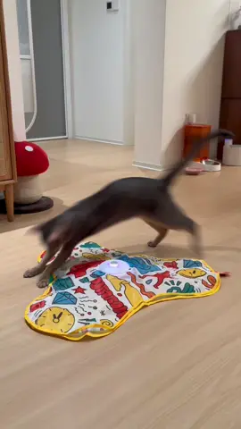 Sobald man dieses Spielzeug öffnet, kommt schon ein Kätzchen angelaufen!
 #katzenvideos#katze#cat#fyp#cattoys