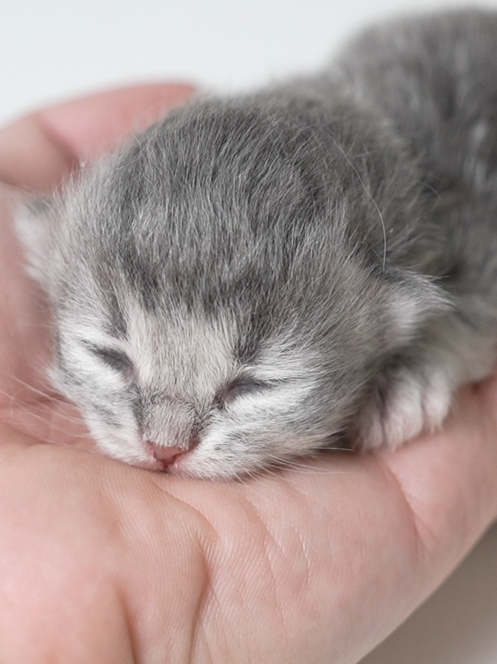 10/12生まれ サイベリアンの赤ちゃん ブルータビー #siberiancat #サイベリアン #meowing #赤ちゃん #猫のいる暮らし 