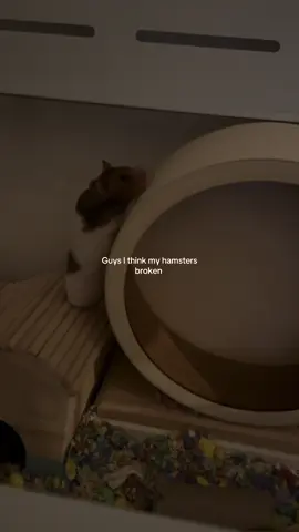 I love her so much 😭 dw she runs on it normally aswell 🐹 #hamster #hamstersoftiktok #funny #animal 