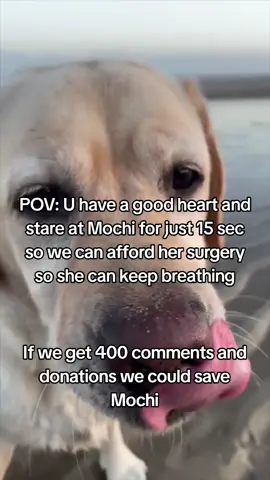 𝗗𝗼𝗻𝗮𝘁𝗶𝗼𝗻 𝗶𝗻 𝗯𝗶𝗼❤️ This is Mochi my little baby, my best friend, my whole world. She was just diagnosed with a life-threatening illness, and without treatment..she won't make it. The vet said we need $4300 to start her care and give her a real chance Watching her get weaker each day is the hardest thing l've ever faced. 1 just want to hold onto her a little longer. Please...if you see this, help us. Even $1 or just a share could save her life, She's only 4 years old ...she still has so much love left to give Help us save Mochi's life. Thank you from the bottom of my heart #savemydog #savemybaby #doglove 