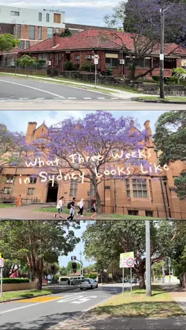 Three weeks full of joy #CapCut #sydneyaustralia #sydney #dailyvlog 