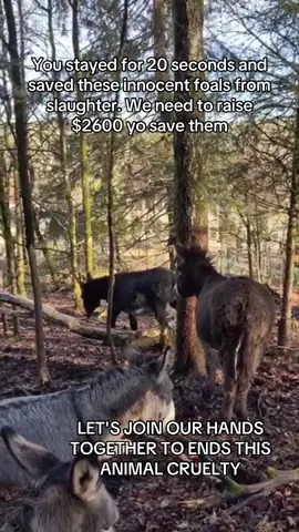 @Jul @Emirafoods @Elizabeth Rosado916 @Walter Besse @Susanne @18wheelsforlife @Deborah Wood #donkeys #makeadifference #whorescuedwho #donkeysanctuary #donkey 