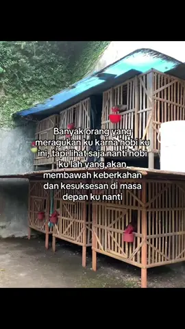 Bismillah tanpa ragu 100% #peternakmuda #bangkok #pakoy #mangon 