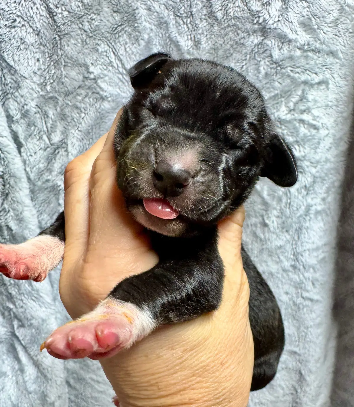Gal 100% European female Great Dane DOB 10-14-2025 (2 days old) looking for her own Christmastown. #dhanisdanes #europeangreatdanes #crazyladyranch #nightmarebeforechristmas #dhanistexas 