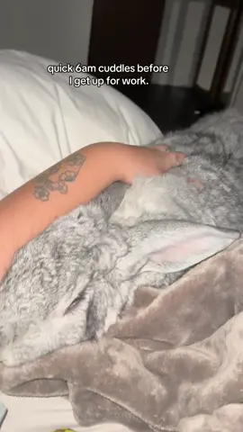 My snuggle bug baby #flemishgiantrabbit #rabbitsoftiktok #bunniesoftiktok 