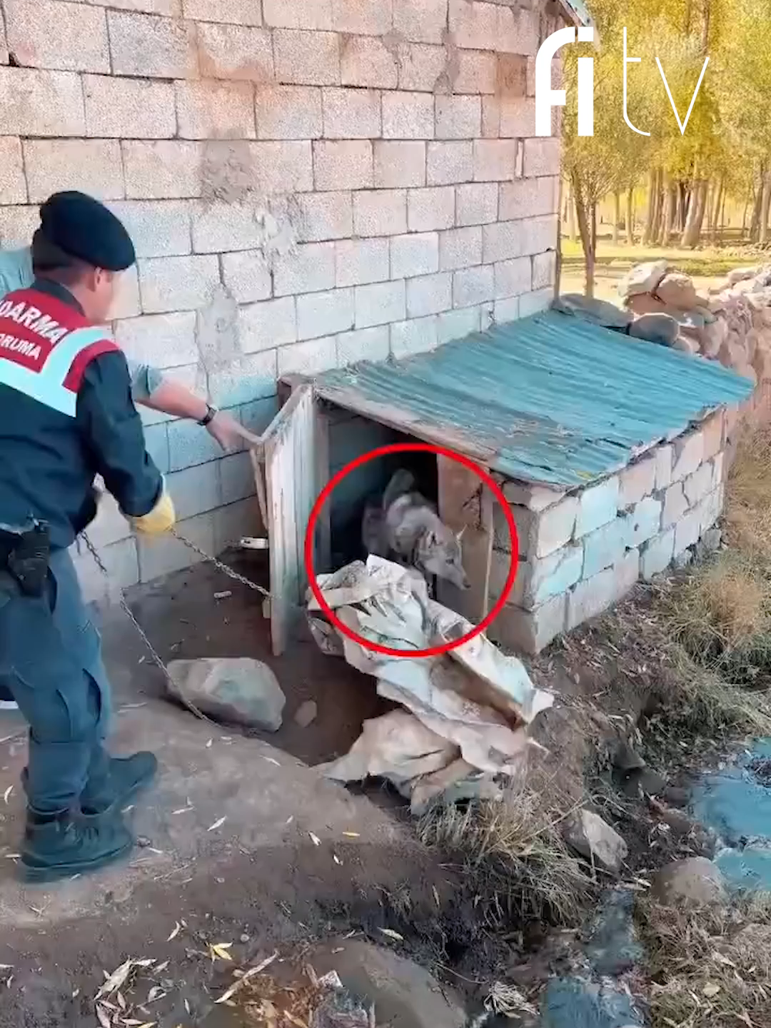 🔴Van'da kurdu zincirle bağlayan şahsa 81 bin 355 TL para cezası 🔴Van’da bir köylü tarafından alıkonulan yavru kurt, Jandarma ekipleri tarafından kurtarıldı ve o anlara ait görüntüler yayınlandı.