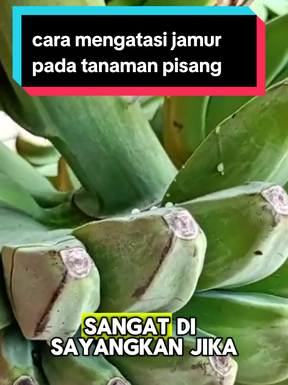 cara mengatasi jamur pada tanaman pisang #trichoderma #trichobio #fungisida #layufusarium #layufusariumpadacabai 