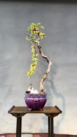 #bonsaimini #bonsai #BonsaiLĩnhNam 