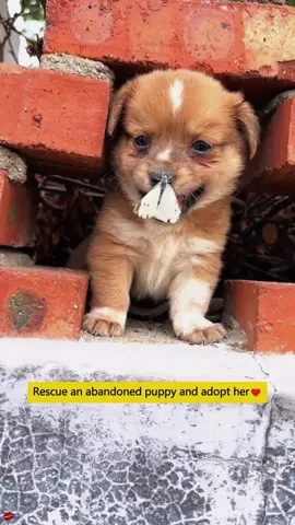 Rescue an abandoned puppy and adopt her ❤️#rescue #dog #animals #Love #pet #fyp 