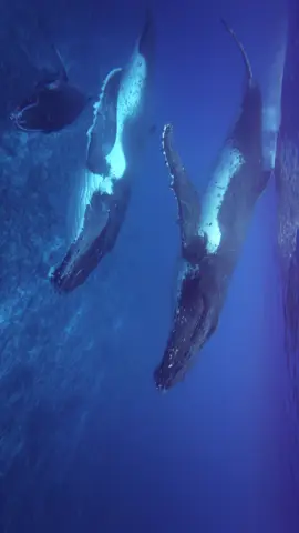 🔊🔊🔊 Moments like this are meant to be horizontal. No trending audio, just nature in it’s purest form.  #underwater #ocean #whales #wildlife #natgeo 