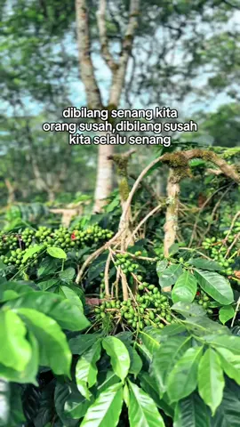 #petanimuda #petaniindonesia🇮🇩🇮🇩🇮🇩🌿🌿 #petanikopi 