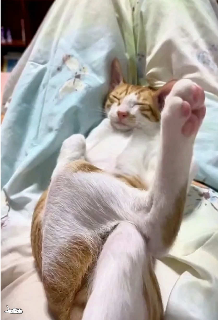 When nap time turns a comedy show #funnycats #sleepingkittens #catnapfails #kittencomedy #tiktok 