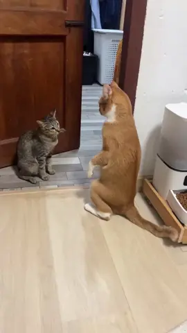 ไม่ได้ตบกันนอนไม่หลับ 🐈 ทองเอกกับแมวข้างบ้าน 😆 #แมวส้ม #ทองเอก #แมวดื้อ 