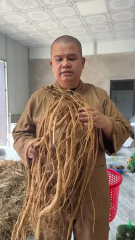 Sâm Nam Núi Dành , Sâm Tổ , Sâm Tiến Vua trồng tại Tân Yên Bắc Giang Bắc Ninh . Sâm Tươi nhé mọi người. #thichkhaiquang #samnamnuidanh #sam #khoailepho #khoaiso 