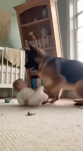 The dog used its body to shield the baby from the falling bookshelf, and the baby wasn't hurt. 🤗