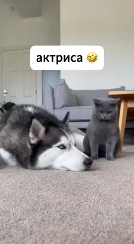 #мираидобравсем🙏🙏🙏 