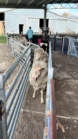 Shakobe Royal 💙 The man in his element pushing up to a trailer #shakobekelpies #workdog #builttough #kelpie 