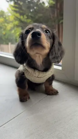Just a lil sausage soaking up sweater weather 🍁🧶 #minidachshundpuppy #dappledachshund #puppylove #sausagedog #cute 