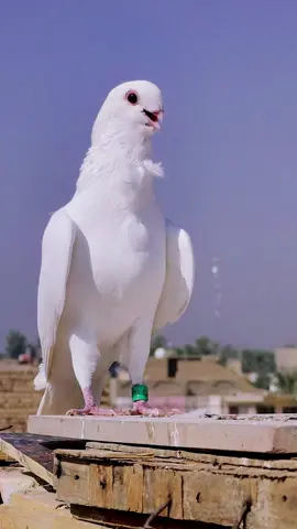 #ابطال_العراق #لعيون_العراق #ارافل #الجنايه_الطيور #الكل 