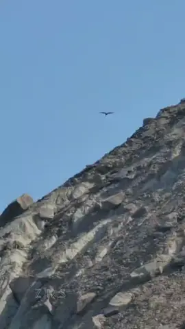 Pasni murg      ❤️#fy #fypシ゚ #trinding #songs #ustad 