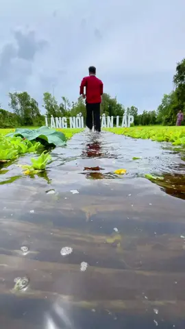Mùa nước nổi 🥰🥰🥰 #TikTokAwardsVN #langnoitanlap #mientayvlogs #xh #longan 